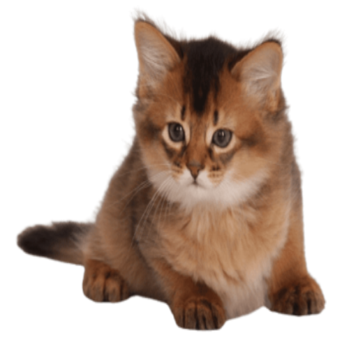 Semiz xotini bilan jinsiy aloqa video Busty ona oglini porno bilan yoldan ozdiradi