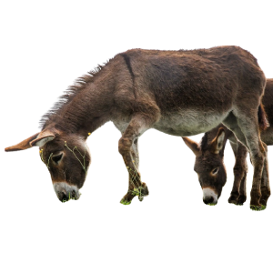 Tez va gazablangan 4 porno film