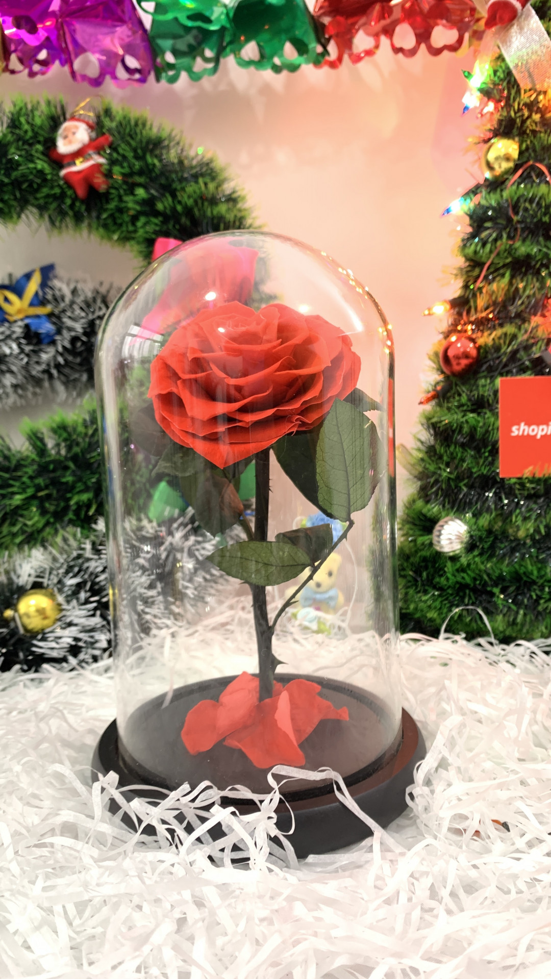 Вечные цветы, роза под куполом красавица и чудовище shk gift в Ташкенте ...