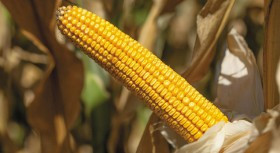 Семена кукурузы ЗЕНИТ FAO 700