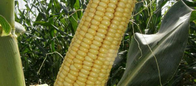 Cемена кукуруза (Маккажохори угуги)