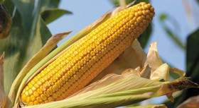 Семена кукурузы NS 6030